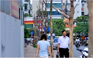 Đoạn phố "trồng 20 cây xanh sống một cây" ở Hà Nội