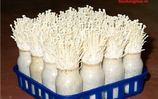 Hướng dẫn cách trồng nấm kim châm đơn giản tại nhà 