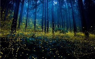 Sagano khu rừng đom đóm huyền ảo như chốn thần tiên ở Nhật Bản