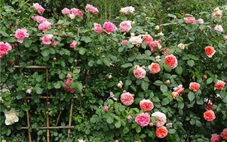 Mở cửa miễn phí khu vườn 300 giống hoa hồng ngoại ở Hà Nội đến hết ngày 15/5