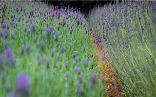 30/4 - 1/5 check-in cánh đồng hoa lavender ngay tại Hà Nội