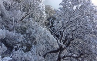 Tuyết rơi trắng xóa trên đỉnh Fansipan sáng ngày 19/12/2017