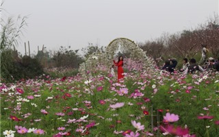 Check in cánh đồng hoa bướm đang nở rộ ở Nhật Tân