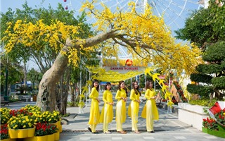 Sun World Danang Wonders đã sẵn sàng bùng nổ với lễ hội “Mai vàng sắc xuân”