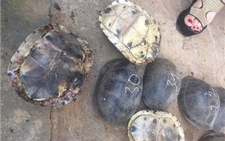 Kon Tum: Bắt giữ gần 500 kg rùa, rắn