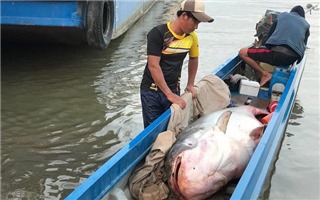 Cá tra nặng hơn 200kg từ Campuchia về Việt Nam bán gần 90 triệu đồng