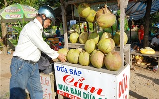 Dừa sáp Trà Vinh luôn hút hàng, giá bán khá cao