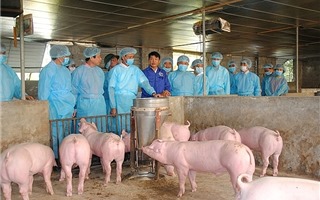 Hà Nội: Bổ sung kinh phí cho phòng, chống dịch tả lợn châu Phi