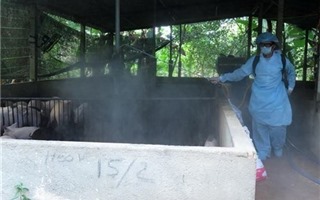 Tiền Giang: Phát hiện, tiêu hủy "ổ dịch lở mồm long móng" gần 1.200 con lợn