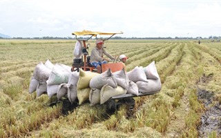 Hỗ trợ vốn cho DN thu mua thóc gạo vụ Đông- Xuân