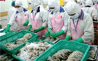Xuất khẩu tôm Việt Nam sang Nhật Bản dự kiến tăng trong năm 2019