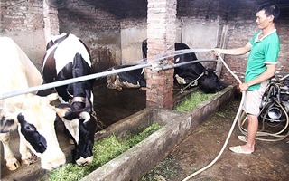 Hà Nội: Xử lý nghiêm trại chăn nuôi gia súc, gia cầm xả thải vào công trình thủy lợi