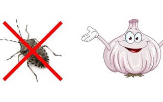 10 mẹo nhỏ đuổi sạch côn trùng ra khỏi nhà, gián biết bay cũng không thành vấn đề