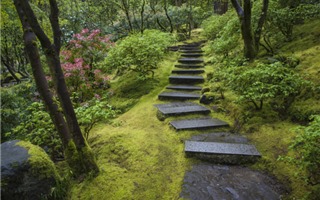 Người Nhật Bản và tình yêu vô hạn với loài rêu