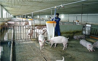 Hà Nội: Chủ động ngăn chặn bệnh dịch tả lợn Châu Phi