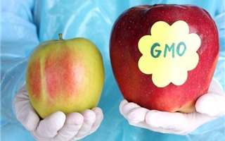 Thực phẩm biến đổi gen có an toàn cho sức khỏe?