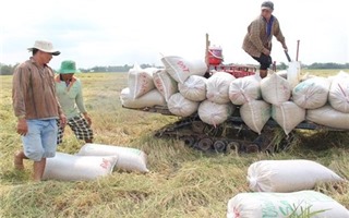 Xuất khẩu gạo có sự “lốt xác”