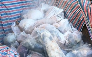 Bắt giữ xe tải chở 240 con lợn bị bệnh đang trên đường đi tiêu thụ