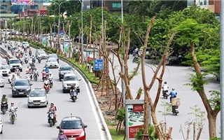 Năm 2019, Hà Nội phấn đấu trồng mới khoảng 400.000 cây xanh