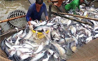 Năm 2018 đánh dấu thành công của xuất khẩu cá tra
