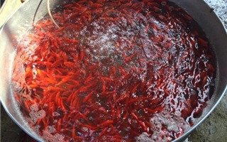 Thủ phủ nuôi cá chép đỏ phục vụ ngày ông Công ông Táo: Bán cả tấn mỗi ngày