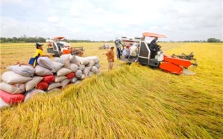 Giải quyết vấn đề lúa gạo giảm giá: Vẫn là câu chuyện chất lượng