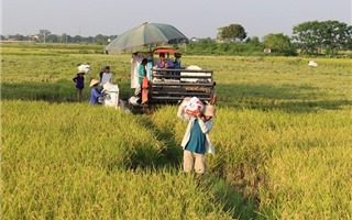 Lối đi bền vững cho lúa gạo