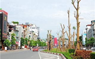 Hà Nội đạt 100,9% kế hoạch trồng cây dịp Tết Nguyên đán