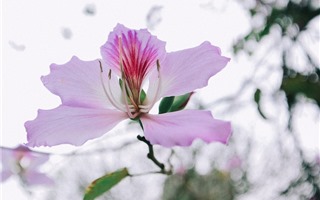 Đẹp ngỡ ngàng “rừng” hoa ban giữa lòng Thủ đô