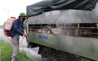 Dịch tả lợn Châu phi diễn biến phức tạp: Phát hiện gần 240 con lợn không có giấy tờ hợp lệ