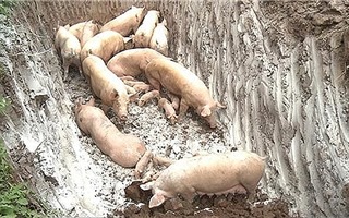 FAO: Việt Nam nên ban bố tình trạng khẩn cấp về dịch tả lợn châu Phi