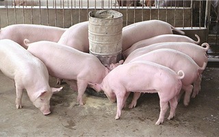 Nhiều địa phương sắp công bố hết dịch tả lợn châu Phi
