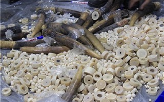 Hà Nội: Thu giữ nhiều sản phẩm nghi chế tác từ ngà voi