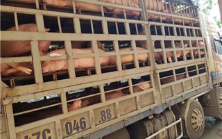 Thanh Hóa: Tiêu hủy hơn 230 con lợn nhiễm dịch tả châu Phi đang trên đường đi tiêu thụ