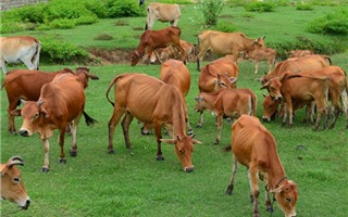 Việt Nam có rất nhiều tiềm năng để phát triển ngành chăn nuôi gia cầm và chăn nuôi gia súc ăn cỏ