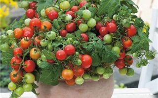 Rung cây giúp cà chua trên ban công đậu quả trĩu cành: Nghe lạ đời nhưng thành quả thì thật khó tin