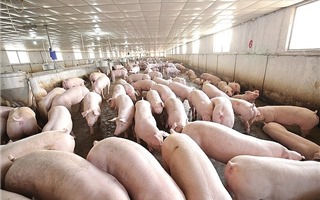 Hà Nội: 17 xã, phường đã qua 30 ngày không phát sinh bệnh dịch tả lợn châu Phi