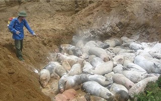 Phát hiện lợn bị dịch tả châu Phi đưa đi tiêu thụ