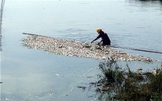 Hà Nội: Nguyên nhân khiến cá chết hàng loạt ở hồ điều hòa Yên Sở