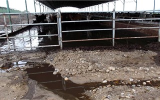 Trại nuôi bò của Tập đoàn Hoàng Anh Gia Lai đang gây ô nhiễm nguồn nước?