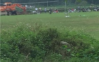 Mang lợn chết ra sân bóng chôn, kỷ luật 1 chủ tịch xã ở Quảng Ninh