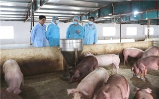 Hà Nội: Tiêu diệt ổ dịch tả lợn châu Phi với 145.467 lít hóa chất