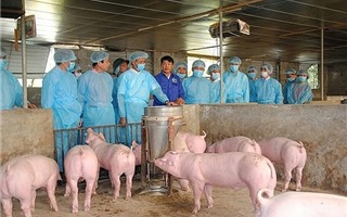 Lên kịch bản ứng phó nguy cơ dịch tả lợn châu Phi tràn vào Việt Nam