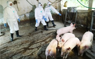 Dịch tả lợn châu Phi hạ nhiệt, nhưng giá thịt lợn vẫn giảm so với tháng trước