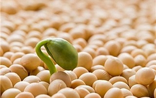 Tinh chất mầm đậu nành: mọc mầm coi như đã hỏng