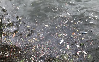 Cá chết lẫn rác thải dạt vào ven bờ hồ Tây