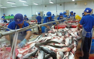 Tháng 4, cá tra xuất khẩu vào các thị trường chính Mỹ, Trung Quốc sụt giảm