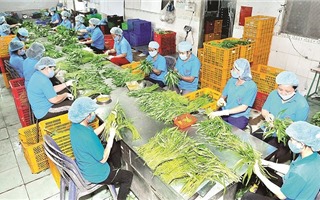 Nhiều lô hàng nông sản của Việt Nam xuất khẩu bị trả về