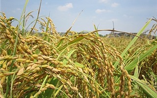Xuất khẩu gạo trong 4 tháng đầu năm giảm tất cả các mặt