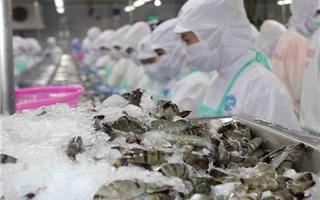 Xuất khẩu tôm Việt Nam sang Hàn Quốc, thuận lợi từ VKFTA